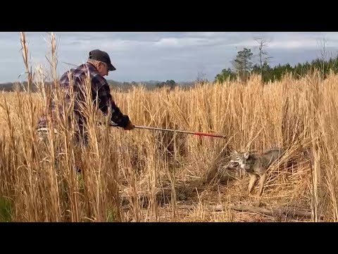 “A LEGENDARY TRAPPER” Making HOMEMADE Snares & Catching Coyotes (PREDATOR CONTROL)