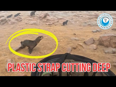 Seal Saved from Deep Plastic Strap Wound – Foggy Cape Cross Rescue