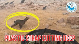 Seal Saved from Deep Plastic Strap Wound – Foggy Cape Cross Rescue