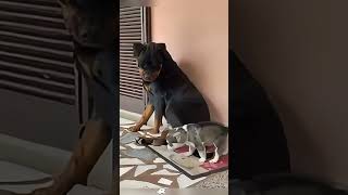 Two funny dogs #foryou #funny #funnyanimal #pets #funypets #happy #animals #fuunypets