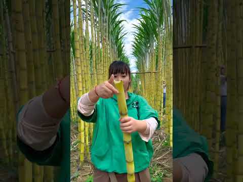 Nature's sweetest gift 🍃✨Sugercane  #satisfying#SugarcaneFarm #NatureLovers #FarmLife  #viralreels