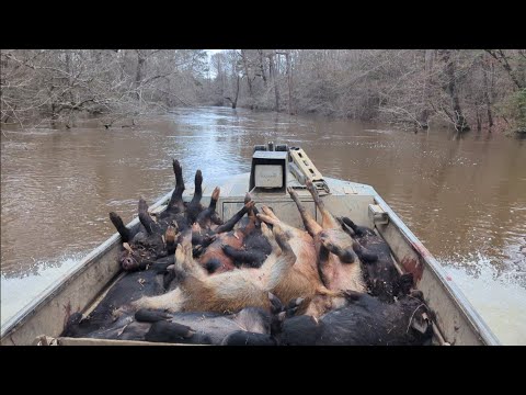 INVASIVE Wild Hog Trapping A LOUISIANA Bayou The EASY Way!! (ULTIMATE PIG TRAP SYSTEM) Catch*Cook