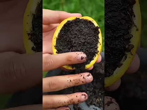 "How to Propagate a Lemon Tree: Easy Step-by-Step #GardeningTips #GardeningHacks  #PlantLovers #tree