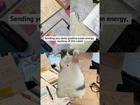 Go study! #study #studymotivation #fyp #shorts #shortvideo #studymusic #memes #cat #fypシ゚viral #cats