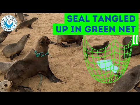 Seal Tangled Up In Green Net