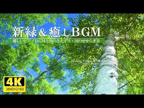 [4K] Soothing BGM and fresh greenery VOL.3 (bird voices, river murmuring)