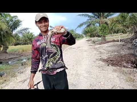 serunya casting di spot ini bersama teman-teman angler banyak jacpot babon nya......