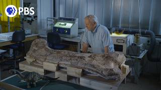 Museum Alive with David Attenborough | PBS Nature Documentary