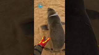 Quick Seal Rescue #shorts