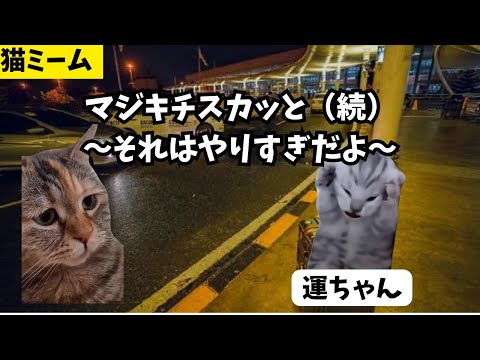 【猫ミーム】マジキチスカッと！？続🐈