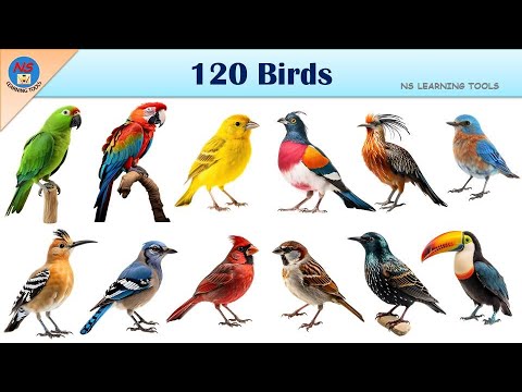 Birds Vocabulary | 120 Birds Name In English With Pictures | Birds Names | Identify Birds | Birds