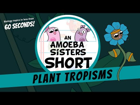 Plant Tropisms- Amoeba Sisters #Shorts