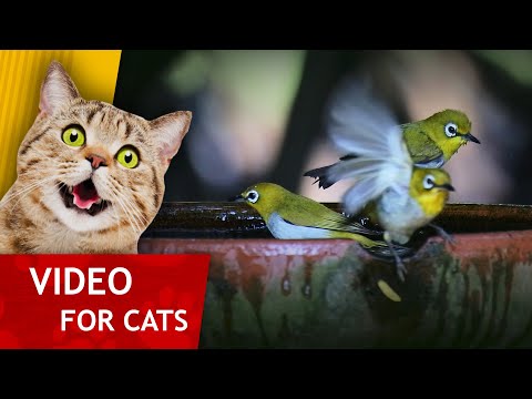 Movie for Cats - Green Birds Bathing (Super video for Cats to watch!)