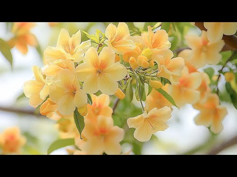 Beautiful Relaxing Music 🌿 Stop Overthinking, Stress Relief Music, Gentle Music, Anxiety Relief 💛