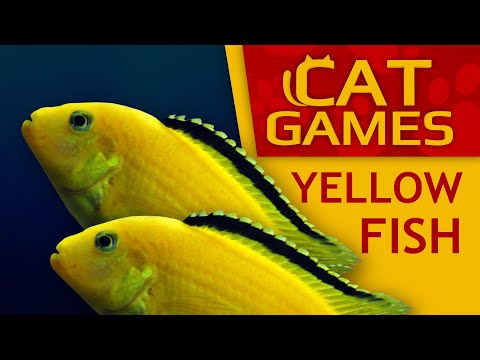 Cat Games - 🐠 Catching Yellow Fish (Video for cats to watch)