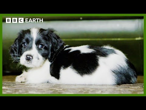 Mountain Rescue Puppy Gets to Know New Pad | Wonderful World of Puppies | BBC Earth