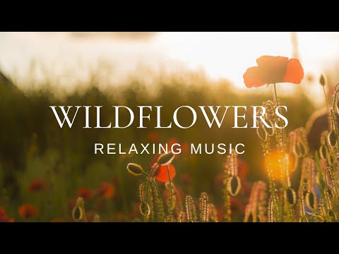 Peaceful Relaxing Guitar | Work Study Read Focus | Wildflowers