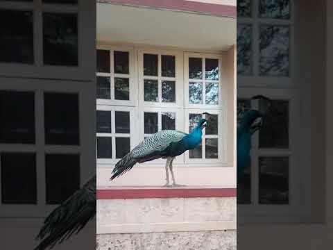 peacock #shortvideo #peacock