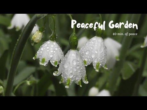 40 min. Relaxation | Peaceful Garden | Good Vibes Garden Music | @relaxingsoundsplace4017