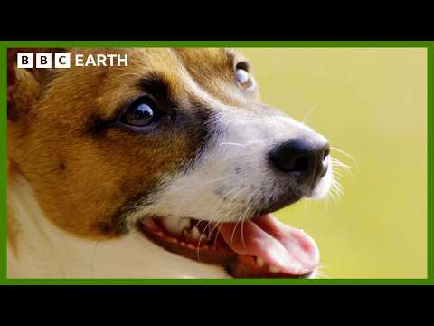 How Do Dogs Communicate? | Wonderful World of Puppies | BBC Earth