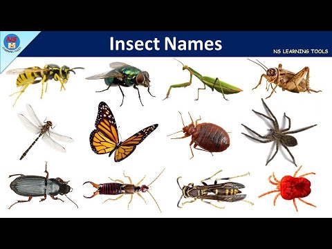 Insects Name | Insects & Bugs Vocabulary | 60 Insects & Bugs names In English With Pictures | Bugs