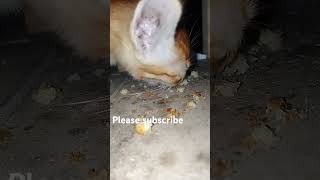 Cute baby is eating cake now /funnyanimale017 #cat #foonyanimals #catlover #funyanimals