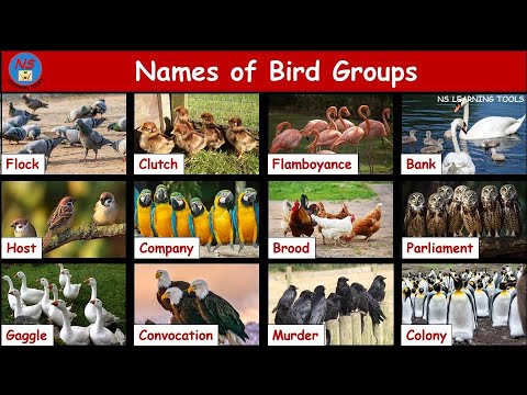 Names of bird groups | Groups name of birds | Collective Nouns for Group of Birds | A group of Birds