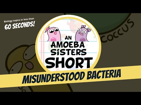 Misunderstood Bacteria - Amoeba Sisters #Shorts