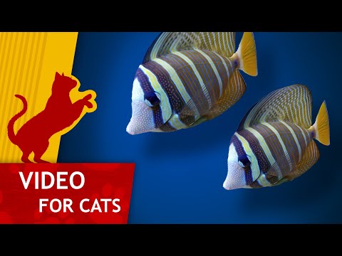 🐈 Cat Games - 🐠 Catching Tropical fish (Video for Cats to watch) 4K