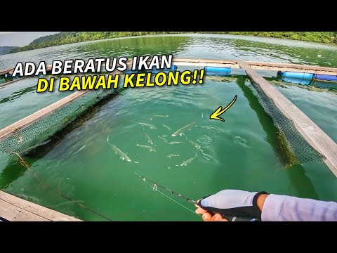 ADA BERATUS IKAN Di Bawah Kelong Baru Ini!!