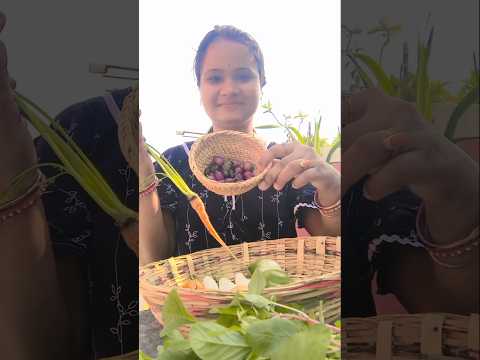 #harvestingvideo  #vegetableharvesting  #terracegardening #rooftopgardening  #shorts