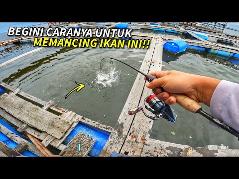 UMPAN PADU & CARA Memancing Di Kelong Pulau Aman!!