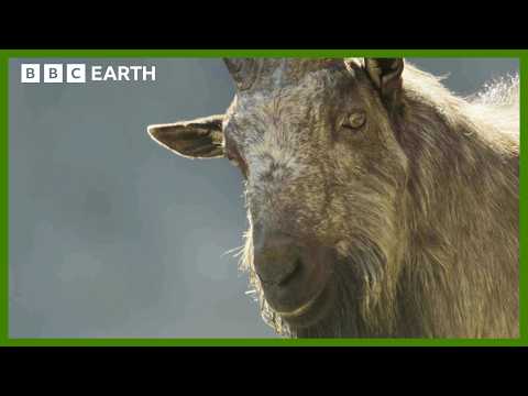 Male Mountain Goats Lock Horns for Love | Asia | BBC Earth