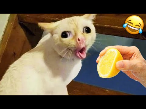 Funniest Cats Compilation 2024😂|| try not to laugh impossible memes