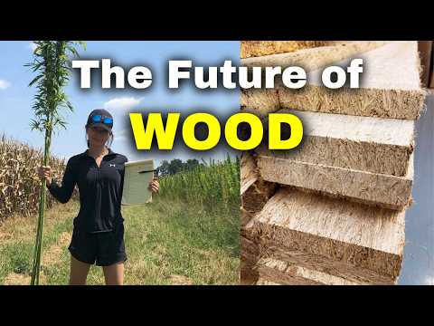 Making Wood from Hemp - How Hempwood Could Change Lumber Forever