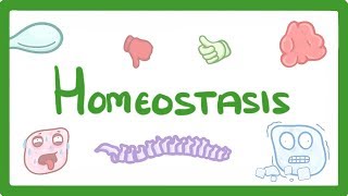 GCSE Biology - Homeostasis