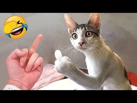 Funny Cats Videos || Try not to laugh🤣Funny Compilation Memes 2024