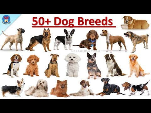 All Dog Breeds | Dog Breeds Vocabulary | 50+ Dogs Breeds Names In English l 50+ Popular Dogs | Dogs