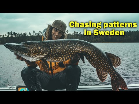 Dusk till Dawn Fishing  - "Chasing patterns in Sweden"