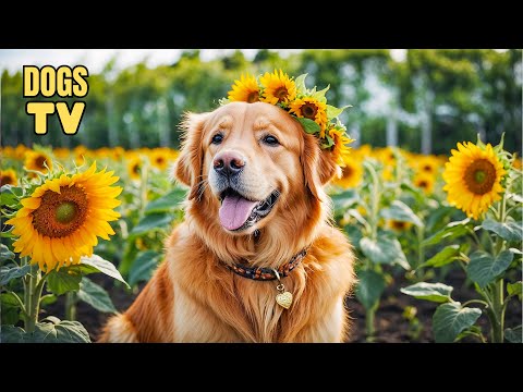 🔴 Dog TV: All-Day Anti Anxiety Music | Eliminate Boredom & Anxiety Videos for Dogs When Home Alone!