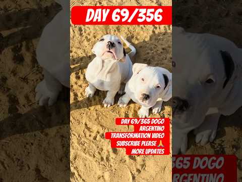 Day 69/365 Dogo Argentino transformation 😈❤️ #punjabisong #newsong #newmusic #music #puppy #yaar