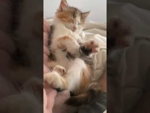 Cute Kitten Makes Biscuits in Sleep