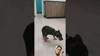 #funyanimals #dog #animlasfunny #funny #dogdance #pets