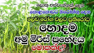 අක්කර භාගයෙන් කෝටියක ආදායමක් ගමු සිටු වීමට හොදම අමු මිරිස් ප්‍රභේද ගැන ඔබ දැනුවත්ද Start with a loan