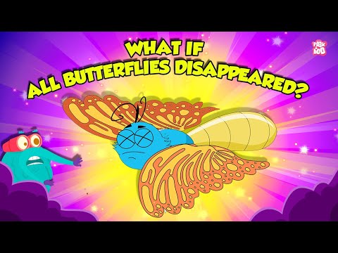 What if all Butterflies Disappeared? | Importance of Butterfly in Our Environment | Dr. Binocs Show