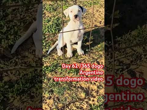 Day 62/365 Dogo Argentino transformation video#dogbreed #pitbulltransformation #dogoargentinoworld