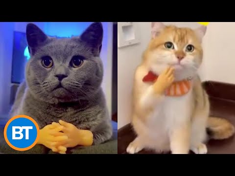 We can't stop watching these videos of cats wearing 'human hands'