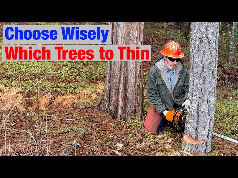 Forest Thinning 101 - Choosing the Right Trees to Cut