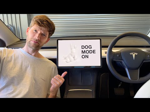 Dog Mode now in Petrol Cars ?? ... 😂