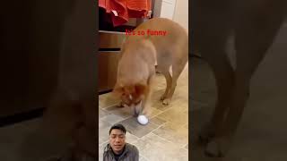 No laughing challenge p1 #funny #funyanimals #memes #pets #nolaughchallage #cute